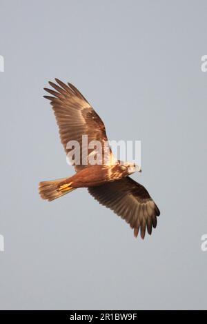 Mangrove, harrier de marais de l'est (Circus spilonotus), Harrier, Harriers, oiseaux de proie, animaux, Oiseaux, marais-harrier de l'est, premier hiver Banque D'Images