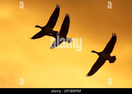 Barnacle Goose (Branta leucopsis) trois en vol au coucher du soleil, Dumfries, Écosse, Royaume-Uni Banque D'Images