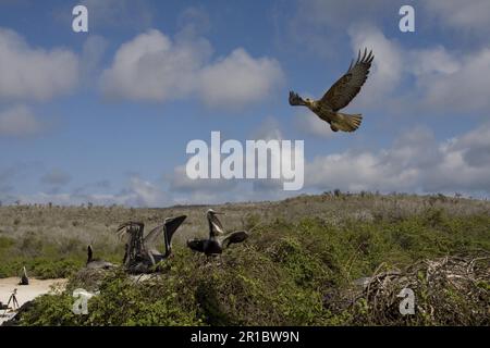 Un jeune faucon Galapagos nichant le Pelican brun sur l'île de Santa Fe Banque D'Images