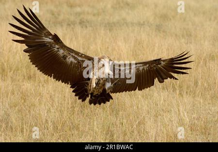 Vautour à dos blanc (Gyps africanus), vautours, oiseaux de proie, animaux, oiseaux, Vulture à dos blanc adulte, en vol, atterrissage, Masai Mara, Kenya Banque D'Images