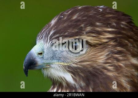 Buse à queue rouge, buse à queue rouge, Buzzards, Buzzards, oiseaux de proie, Animaux, oiseaux, buse à queue rouge juvénile d'environ 20 semaines Banque D'Images