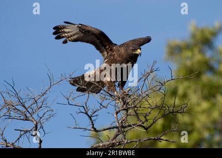 Îles Galápagos (Buteo galapagoensis) Banque D'Images