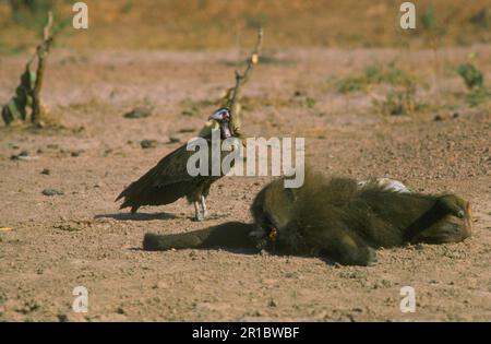 Vautour à capuchon (Necrosyrtes monachus) sur la carcasse d'un babouin d'olive Banque D'Images