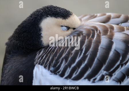 Bernache de la bernache adulte (Branta leucopsis), gros plan de la tête, dormant avec bec niché sous les ailes, janvier (en captivité) Banque D'Images