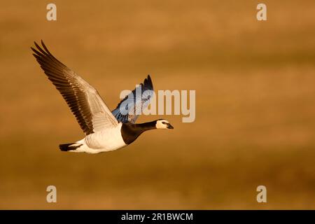 Barnacle Goose (Branta leucopsis) adulte, en vol, Caerlaverock, Dumfries et Galloway, Écosse, Royaume-Uni Banque D'Images