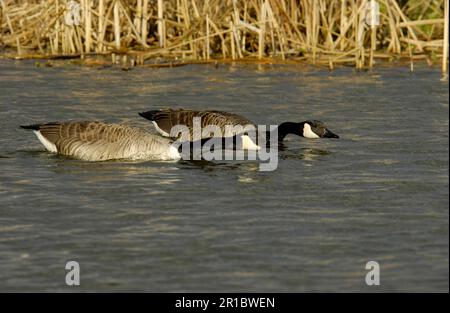 Bernaches du Canada (Branta canadensis) paire en cour, Grande-Bretagne Banque D'Images