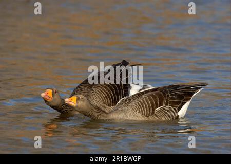 Graylag Goose (Anser anser) paire d'adultes, en exposition de vaisseau, Slimbridge, Gloucestershire, Angleterre, Royaume-Uni Banque D'Images