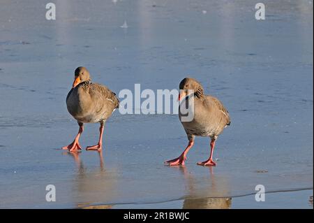 Graulag graulag oie (Anser anser) adulte paire, marche sur glace, Slimbridge, Gloucestershire, Angleterre, Royaume-Uni Banque D'Images