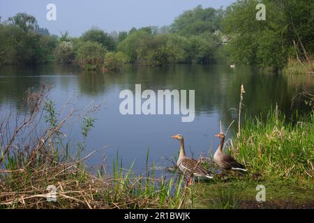 Grylag Oies (Anser anser) adulte paire avec des oisons, debout sur le bord de l'habitat du lac, Lee Valley Park, Hertfordshire, Angleterre, United Banque D'Images