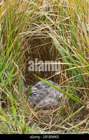 Œufs d'oie des varech (Chloephaga hybrida) recouverts de duvet, nichent dans l'herbe de tussac (Poa flabellata), île de carcasse, West Falklands Banque D'Images