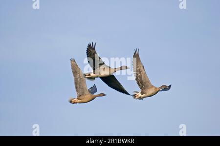 Bernache à pieds roses (Anser brachyrhynchus) trois adultes en vol Banque D'Images