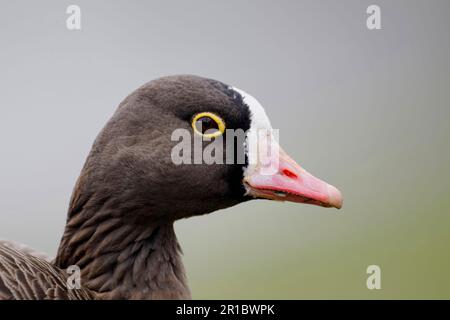 Adulte petite oie à front blanc (Anser erythropus), gros plan de la tête (en captivité) Banque D'Images