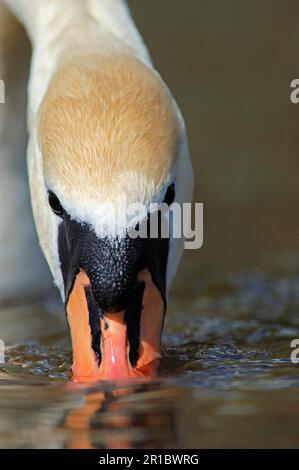 Mute Swan (Cygnus olor), cygne adulte se nourrissant à la surface de l'eau, gros plan de la tête, Oxfordshire, Angleterre, Grande-Bretagne Banque D'Images