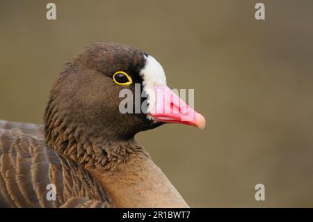 Petite oie à front blanc (Anser erythropus) adulte, gros plan de la tête, janvier (en captivité) Banque D'Images