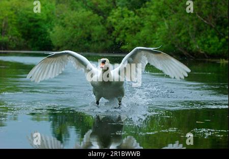 Mute Swan (Cygnus olor) adulte débarquant sur l'eau, Oxfordshire, Angleterre, Royaume-Uni Banque D'Images