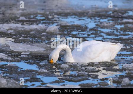 Bewick's Swan (Cygnus bewickii) adulte, natation, se nourrissant de glace brisée, Slimbridge, Gloucestershire, Angleterre, Royaume-Uni Banque D'Images