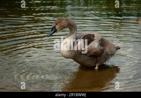 Mute Swan (Cygnus olor) cygnet avec plumage brun, Oxfordshire, Angleterre, Royaume-Uni Banque D'Images