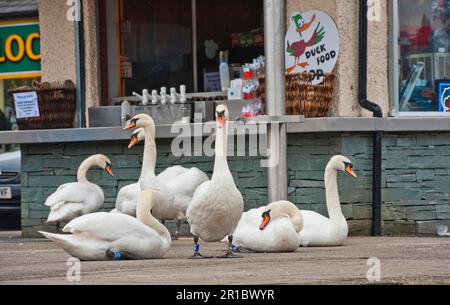 Troupeau de cygnes muets (Cygnus olor), sur le trottoir à l'extérieur du café au bord du lac, Bowness sur Windermere, lac Windermere, Lake District, Cumbria Banque D'Images