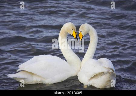 Whooper Cygne (Cygnus cygnus) adulte paire de liens, Lancashire, Angleterre, hiver Banque D'Images