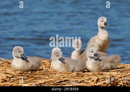 Muet cygne (Cygnus olor) cinq cygnets, au nid, Abbotsbury, Dorset, Angleterre, Royaume-Uni Banque D'Images