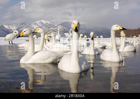 Cygne whooper adulte (Cygnus cygnus), nage sur un lac partiellement gelé, Hokkaido, Japon, hiver Banque D'Images