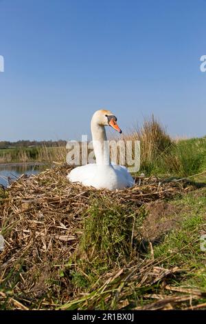 Mute Swan (Cygnus olor), femelle adulte, assis sur un nid, œufs en incubation, Suffolk, Angleterre, Royaume-Uni Banque D'Images