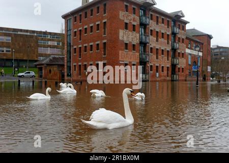 Troupeau de cygnes muets (Cygnus olor) nageant dans les rues inondées de rivière, rivière Severn, Worcester, Worcestershire, Angleterre, Décembre 2012 Banque D'Images