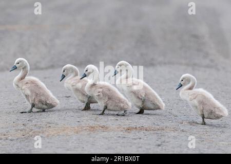 Mute Swan (Cygnus olor) cinq cygnets, en traversant la piste, Kent, Angleterre, Royaume-Uni Banque D'Images