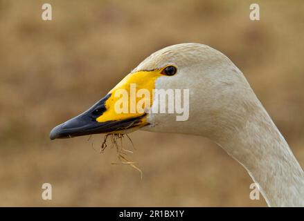 Whooper cygne (Cygnus cygnus) adulte, alimentation, gros plan de la tête, Hornborgasjon, Suède Banque D'Images