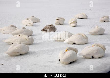 Cygne de whooper (Cygnus cygnus) adulte et immature, troupeau reposant sur un lac gelé, Hokkaido, Japon, hiver Banque D'Images