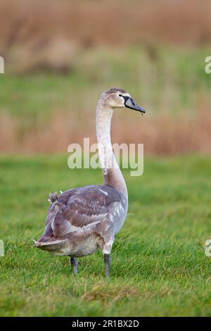 Jeune cygne muet (Cygnus olor), debout sur le marais de pâturage, Suffolk, Angleterre, Royaume-Uni Banque D'Images