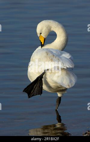 Whooper Swan (Cygnus cygnus) préenage adulte, debout dans l'eau sur une jambe, Martin Mere, Lancashire, Angleterre, Royaume-Uni Banque D'Images