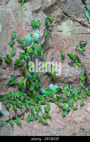 Perroquet à tête dusky (Aratinga weddellii) et perroquet à tête de farine (Amazona farinosa) se bloquant à la poussette d'argile, dans la forêt tropicale de la rivière Napo, en Amazonie Banque D'Images