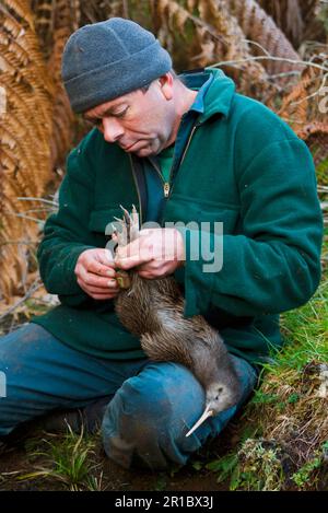 Programme de conservation de l'île du Nord kiwi brun de l'île du Nord (Apteryx mantelli), étiquette biologiste témoin, forêt de Waimarino, Raetihi, île du Nord, Nouveau Banque D'Images