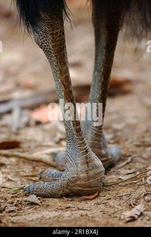 Casuarius du sud (Casuarius casuarius) adulte, gros plan des pieds et des jambes, debout dans la forêt tropicale de palmiers à éventail, Tam O'Shanter N. P. Queensland Banque D'Images