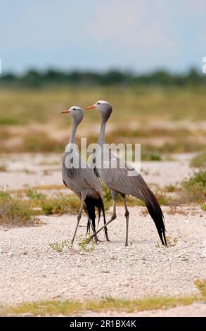 Grue paradisiaque, grues paradisiaques (Anthropoides paradisea) grue, oiseaux, animaux, paire adulte de grue bleue, Etosha, Namibie Banque D'Images