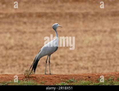 Grue bleue (Anthropoides paradisea) adulte, debout sur une rive de sable, Bredasdorp, Cap occidental, Afrique du Sud Banque D'Images