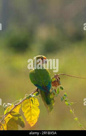 Parakeet à la pêche (Aratinga aurea) adulte, perchée sur la branche, Transpantaneira, Mato Grosso, Brésil Banque D'Images