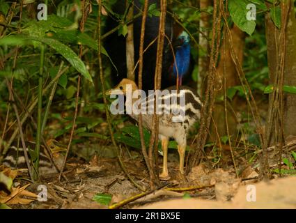 Sud de Cassowary (Casuarius casuarius) adulte mâle avec deux poussins, parmi la végétation dans la forêt tropicale, Queensland, Australie Banque D'Images