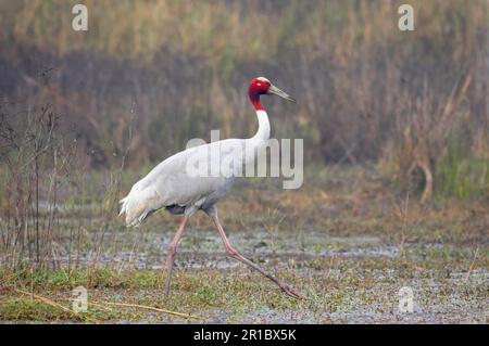 Grue de sarus adulte (Grus antigone), migrant dans les eaux peu profondes, fourrager dans les marais, Keoladeo Ghana N. P. (Bharatpur), Rajasthan, Inde Banque D'Images