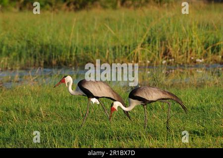 Paire d'adultes ibis (Bostrychia carunculata) en pleine migration dans la zone humide, île de Chief, delta d'Okavango, Botswana Banque D'Images