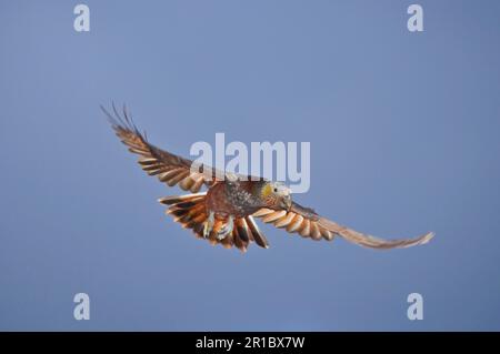 Kaka, nouvelle-zélande kaka (Nestor meridionalis), Kakas, perroquets forestiers, endémique, perroquets, Animaux, oiseaux, Kaka adulte, en vol, île Stewart, Nouveau Banque D'Images