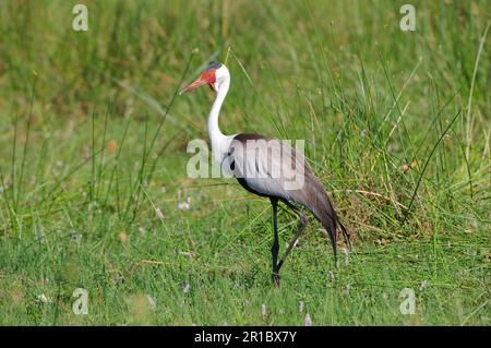 Ibis (Bostrychia carunculata) adulte, migration dans la zone humide, île de Chief, delta d'Okavango, Botswana Banque D'Images