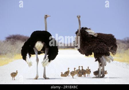 Ostrich commun (Struthio camelus) adulte mâle, femelle et poussins, debout sur une route de gravier, Etosha N. P. Namibie Banque D'Images