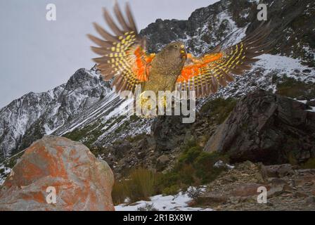 Kea (Nestor notabilis) adulte, en vol, col Arthurs, Alpes du Sud, Île du Sud, Nouvelle-Zélande Banque D'Images