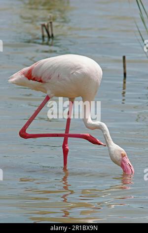 Grand Flamingo (Phoenicopterus ruber) adulte, égratignure de cou, se nourrissant dans le lagon d'eau douce, Espagne Banque D'Images