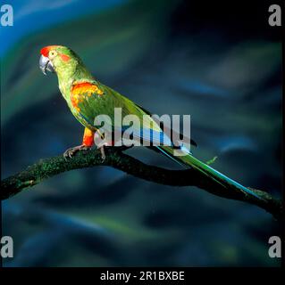 Macaw à la façade rouge (Ara rubrogenys) Parrot à la façade rouge HK006066 Banque D'Images