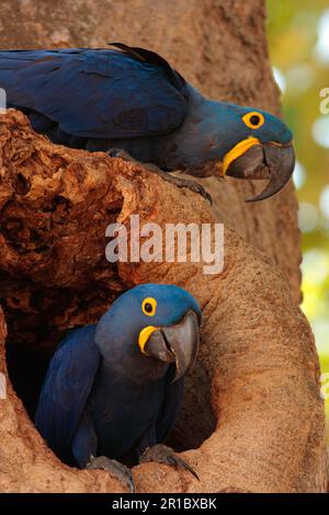 Jacinthe Macaw (Anodorhynchus hyacinthinus) paire d'adultes, à l'entrée du nésthole dans le tronc des arbres, Transpantaneira, Mato Grosso, Brésil Banque D'Images