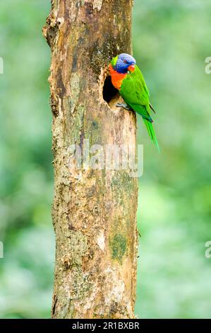 Allfarblori, Lorikeets de noix de coco (Trichoglossus haematodus), Loris, perroquets, animaux, oiseaux, Rainbow Lorikeet adulte, au nesthole Banque D'Images