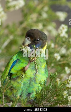 Encolure ronde australienne (Barnardius zonarius) adulte, nourrissant des fleurs, Bunbury, Australie occidentale Banque D'Images